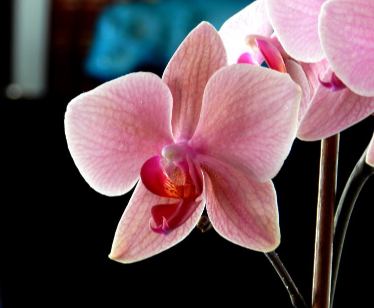 La chair de l'orchidée
