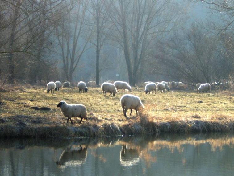 Moutons au bord de la rivière
