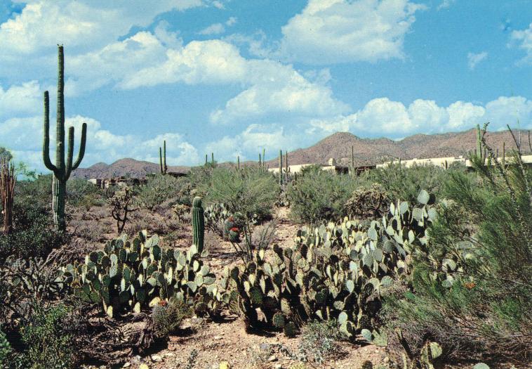 Arizona, désert de Sonora, 24 juillet 1983