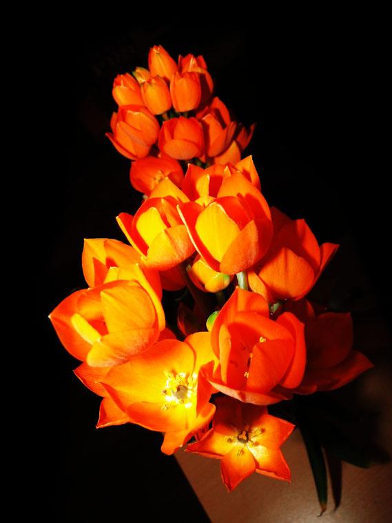 Fleurs orange