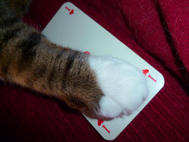 Poker Cat