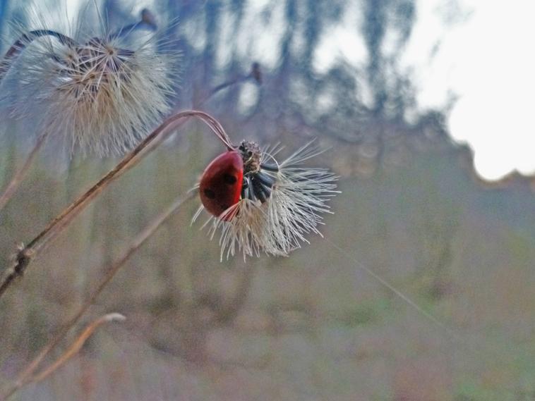 Coccinelle de Nol