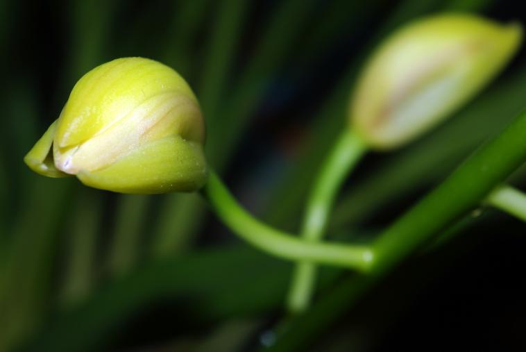 Naissance florale...