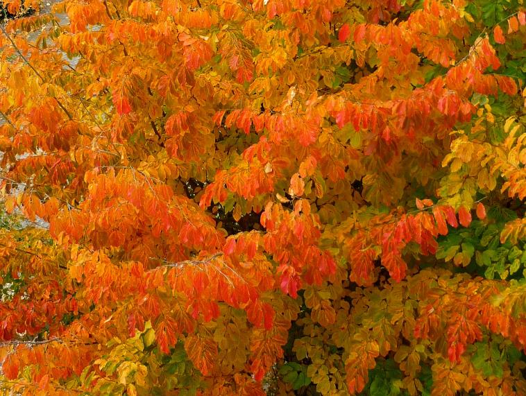 Des couleurs oranges en automne