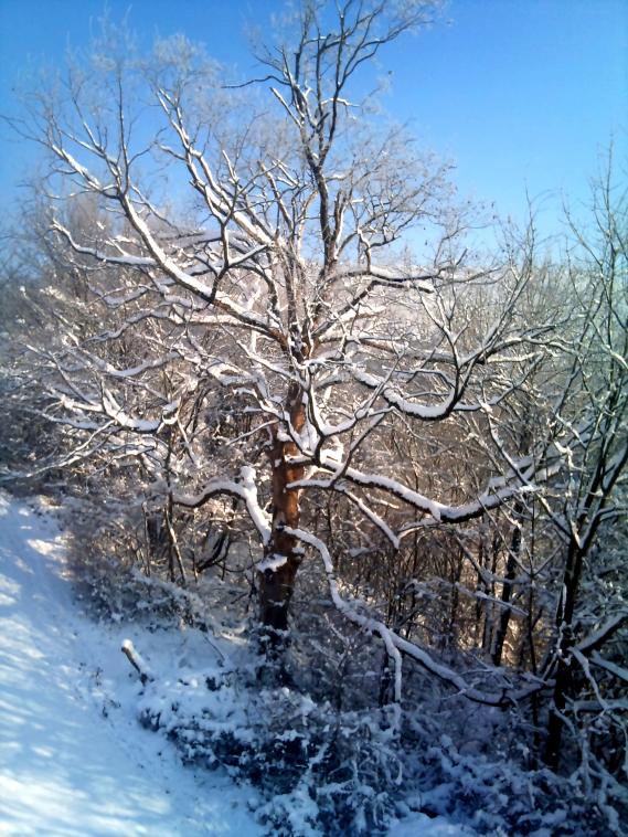 Un arbre, son tronc particulier et la neige