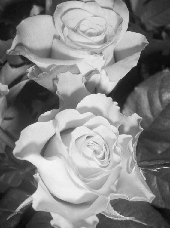 Les roses de mon anniversaire