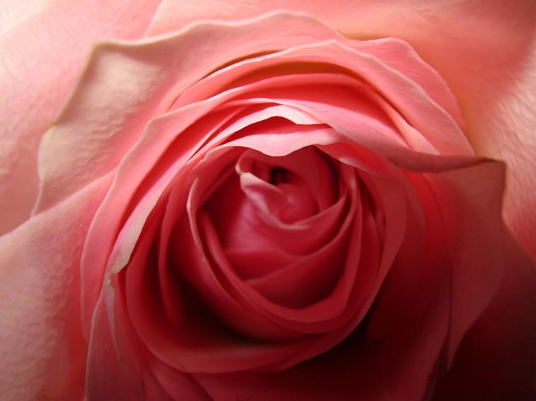 Rose sensuelle...