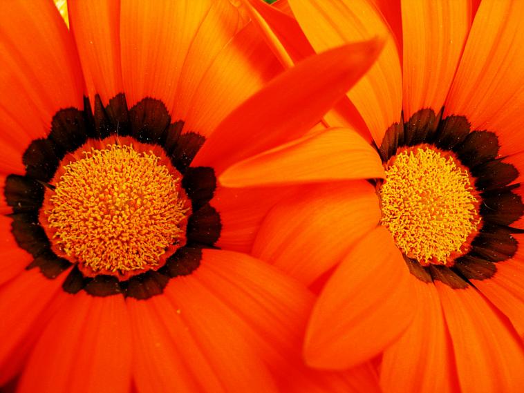 D'orange fleurs