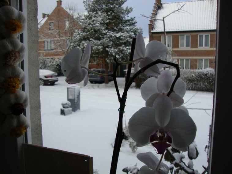Ail, orchidées, buis , rue...tout est blanc !