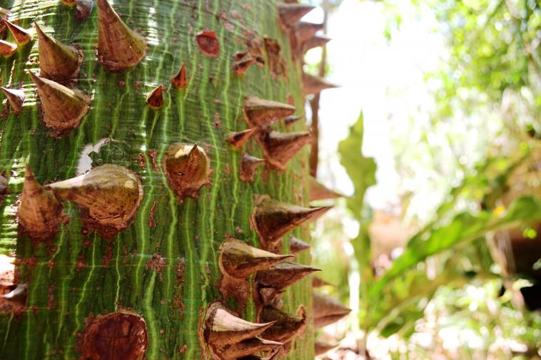 L'arbre sacré des Mayas dans la jungle mexicaine