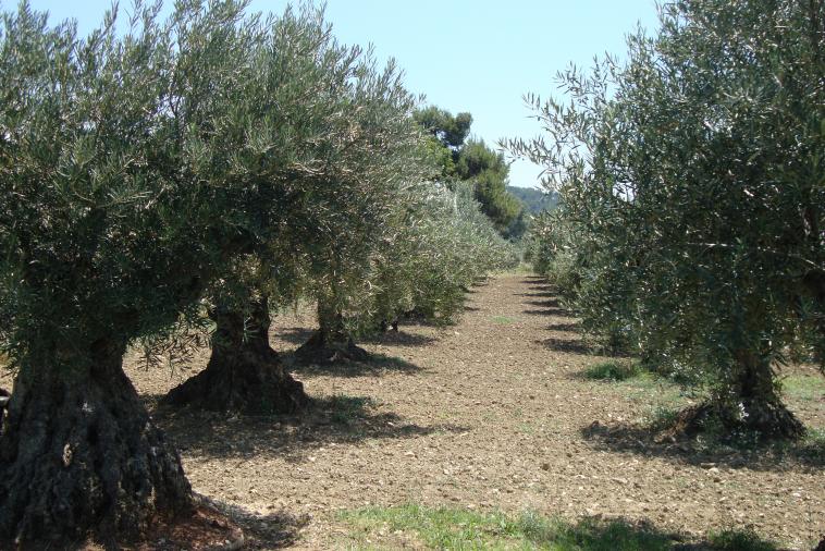 A l'ombre des oliviers...