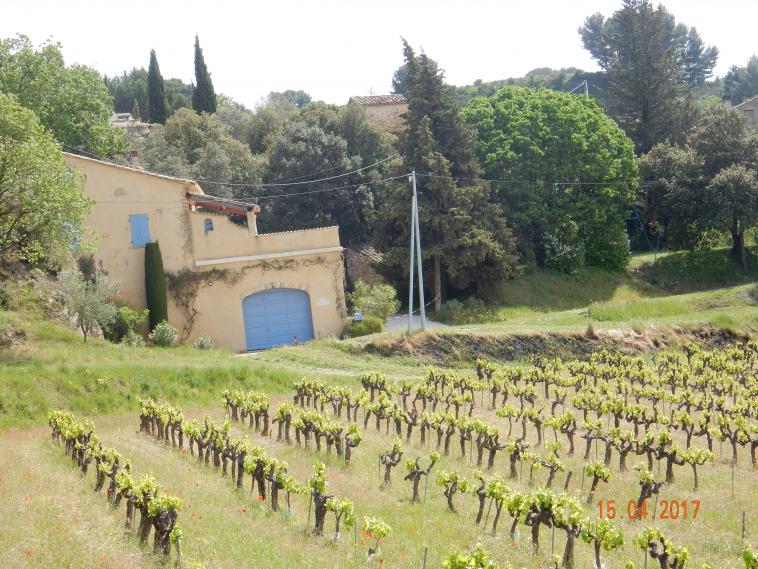 Pieds de vigne au printemps en Drôme provençale