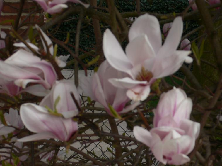 Mon magnolia