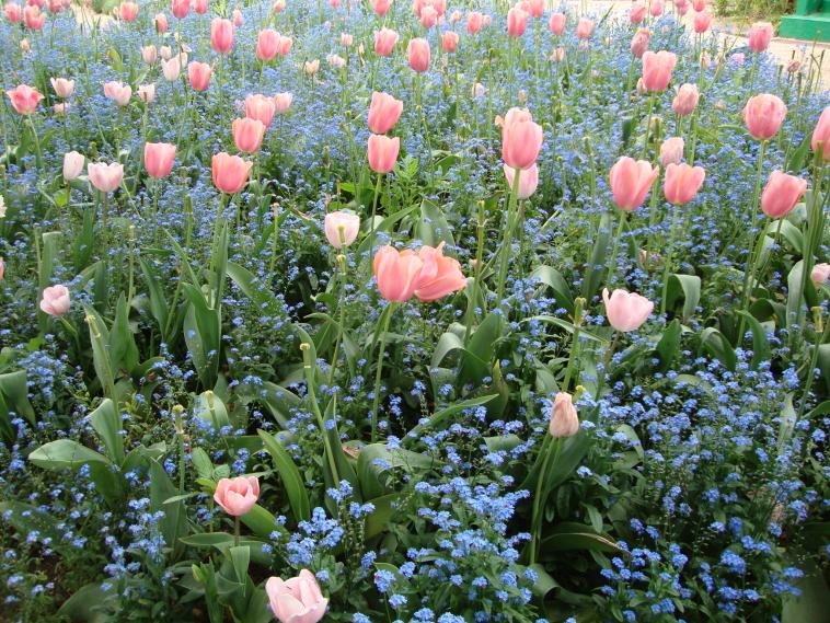 Dans le jardin de Monet à Giverny