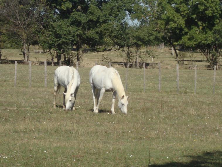 Les chevaux de Camargue