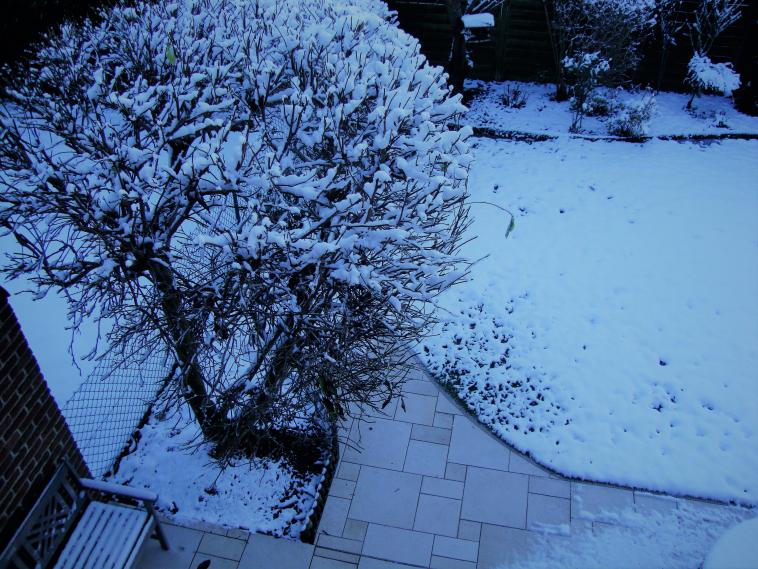 Mon magnolia sous la neige