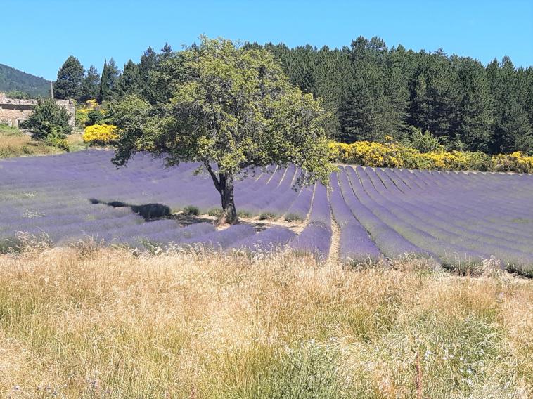 La Provence toujours