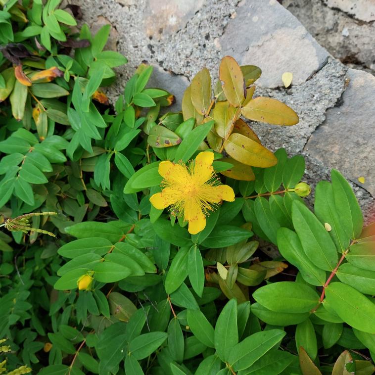 Le mille pertuis dans mon jardin