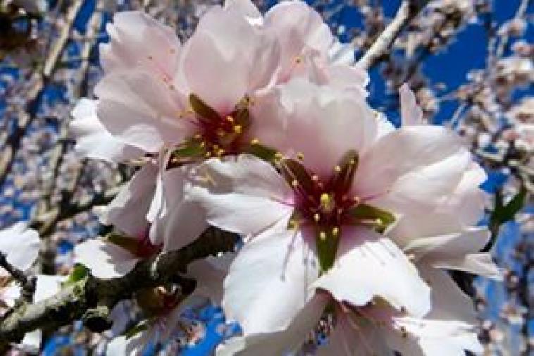Fleurs de Prunus