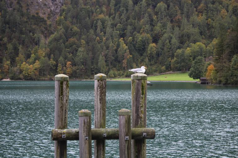 Au bord du lac d'Achen (Autriche)