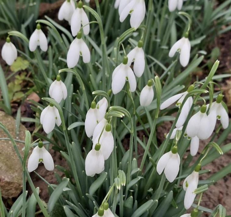 Premires petites fleurs 