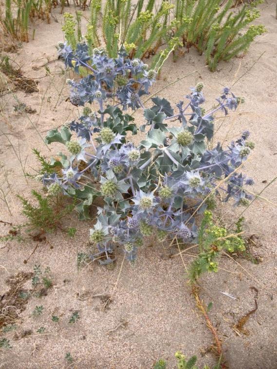 Panicaut maritime ou chardon des dunes