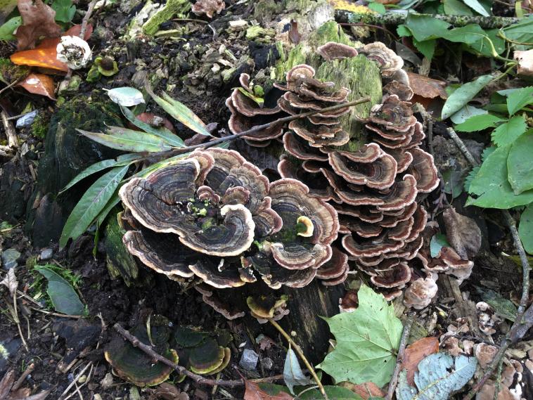 Tramete Ou Coriolus Versicolor