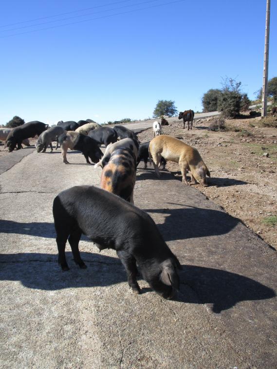 Troupeau de cochons