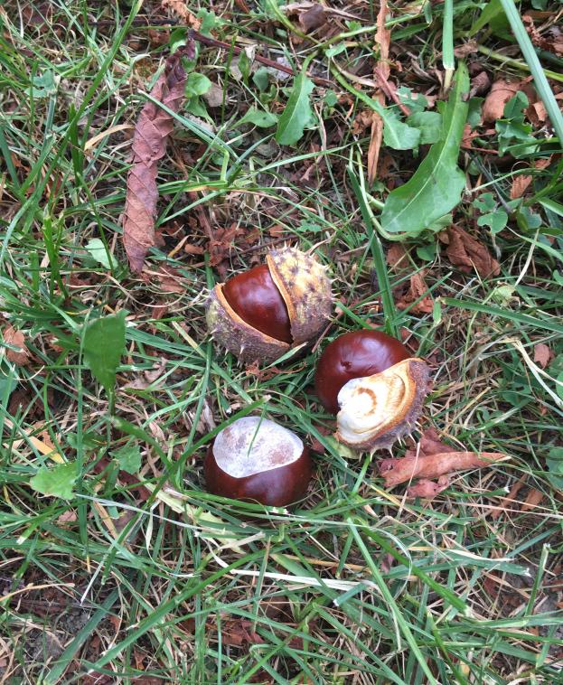 Marrons 