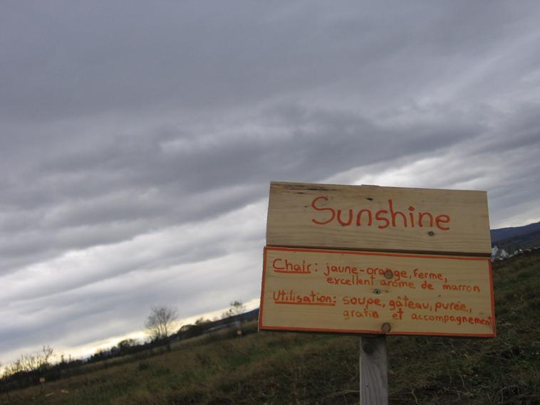 Sunshine, l'ironie de la citrouille