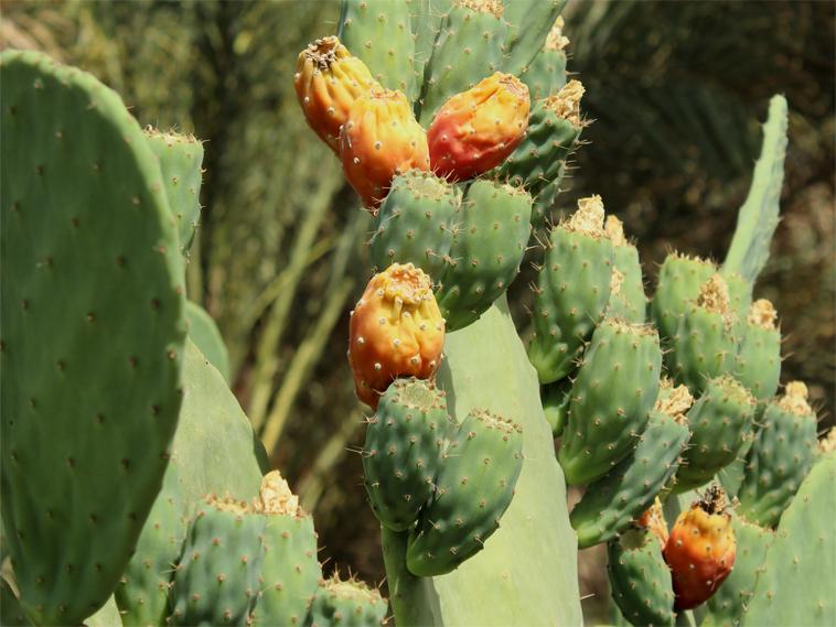 Poires cactus (en devenir)