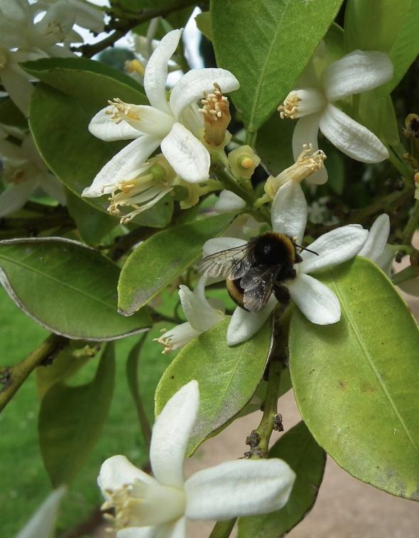 Le parfum des fleurs dorangers.