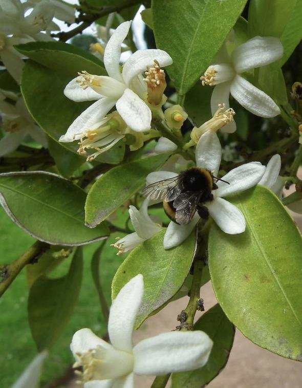 Le parfum des fleurs dorangers.