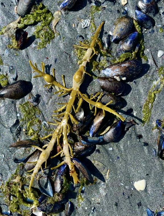 Moules et go�mon.