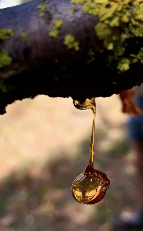 Une goutte de r�sine.
