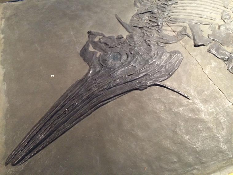 Le ptérodactyle est devenu fossile.