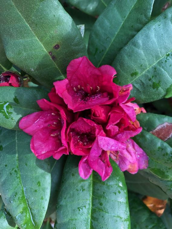 Fleur rose de rhododendron en octobre. 