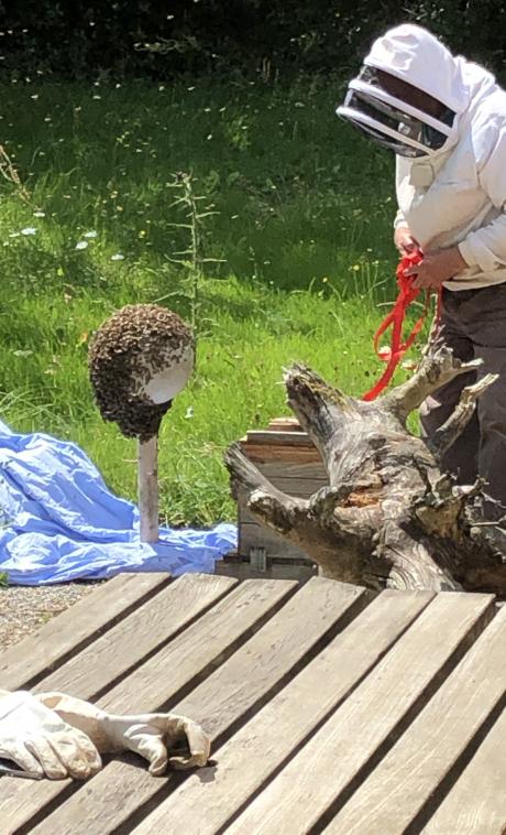 Capture dessaim dabeilles sur boule dclairage.