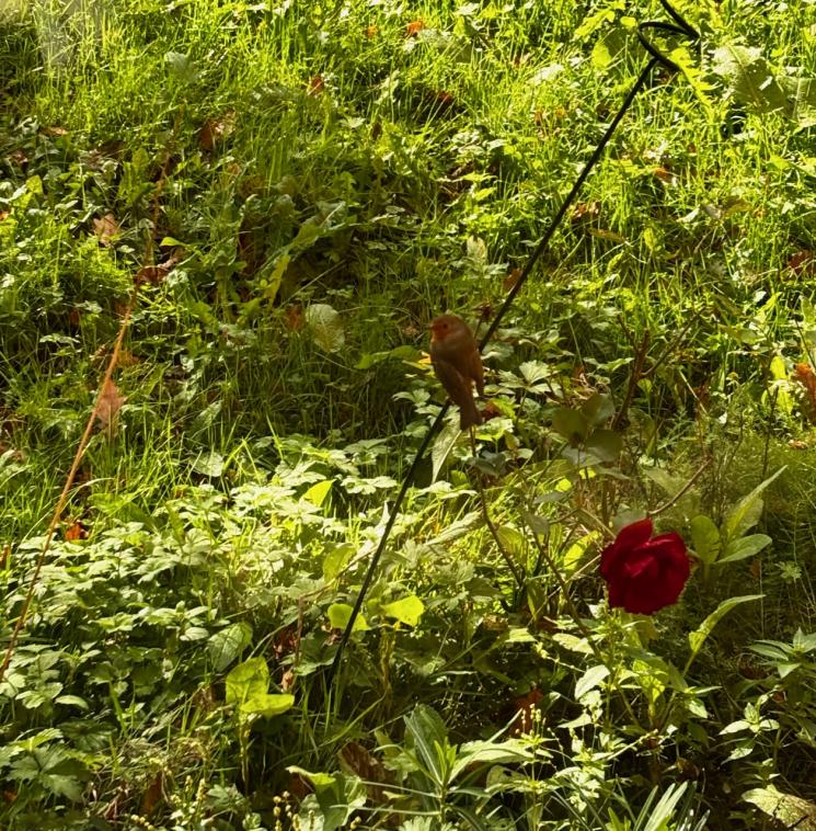 Mon petit compagnon a d lire la consigne.