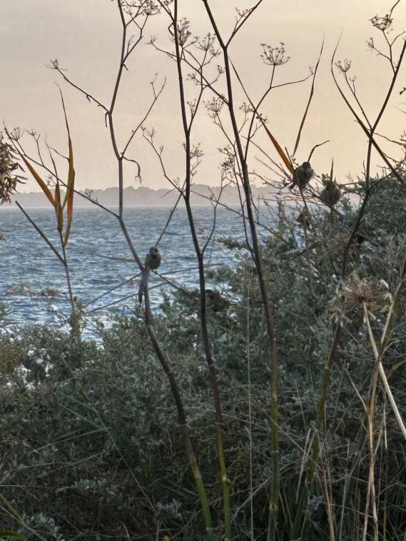 Des passereaux a va ?