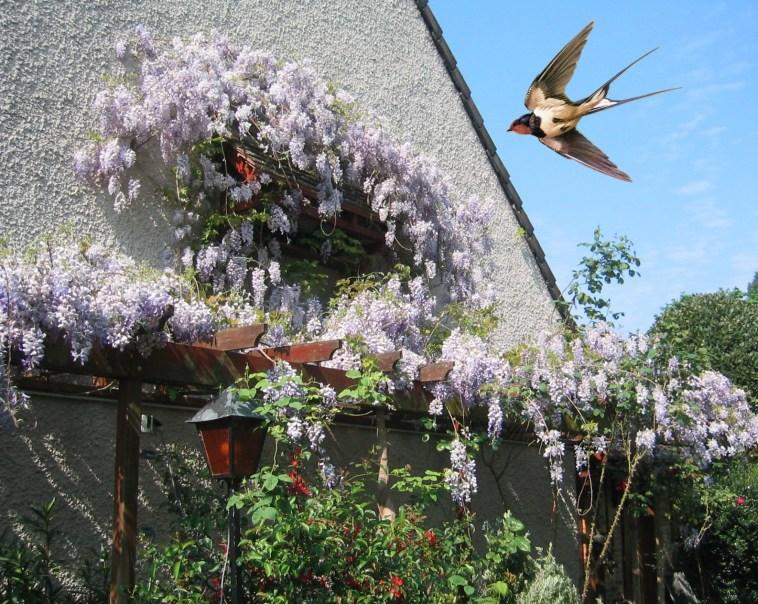 Une hirondelle ne fait pas le beau temps