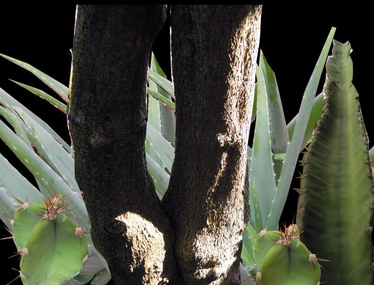 Dans la vie, il y a des cactus...