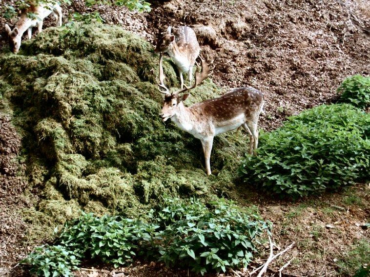 La nature dans le Val d'Oise, sauvage non ?