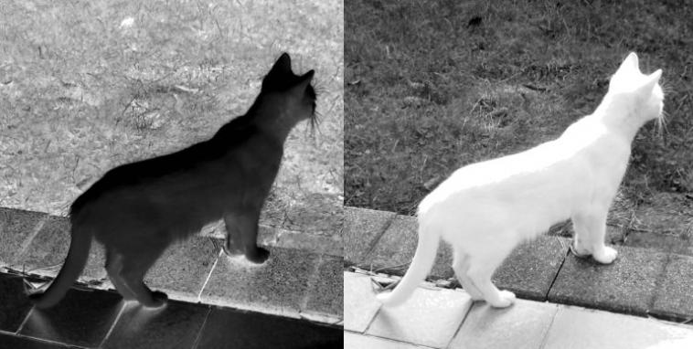 Chat blanc/Chat noir