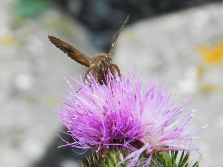 Insecte sur une fleur