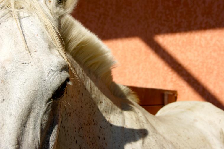 Dans les yeux des chevaux..