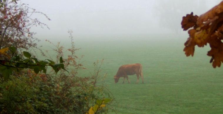 Vache dans la brume