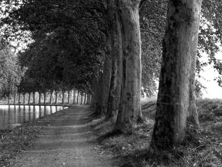 Les platanes du Canal du Midi