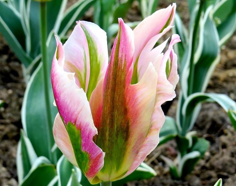 Une tulipe particulière