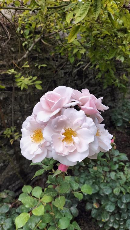 Roses roses